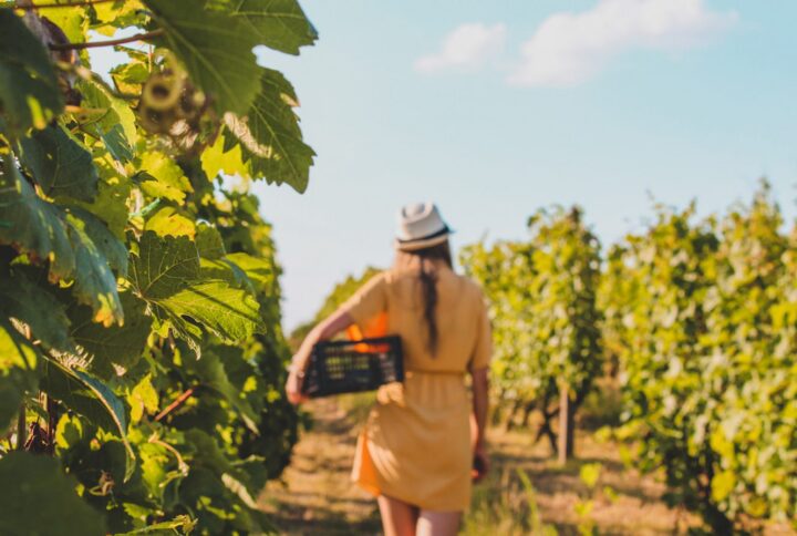 Silverado Trail: The Serene Side Of Napa  Valley